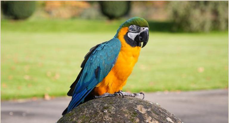 Bella the macaw at Bespoke Auctions